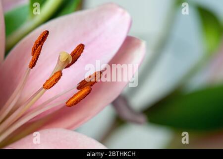 Un bel primo piano di un fiore luminoso che mostra le parti del fiore - antere e stigma Foto Stock
