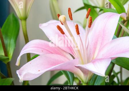 Un bel primo piano di un fiore luminoso che mostra le parti del fiore - antere e stigma Foto Stock