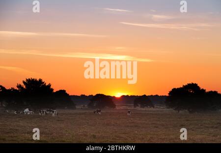Bella alba sul campo con le mucche al hoge veluwe nei Paesi Bassi Foto Stock