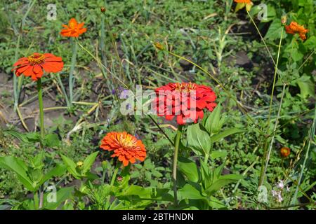 Fiore Zinnia. Zinnia, genere di erbe annuali e perenni e arbusti nani della famiglia Asteraceae. Fiori rossi Foto Stock