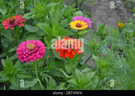 Zinnia, genere di erbe annuali e perenni e arbusti nani della famiglia Asteraceae. Fiore. Fiori rossi Foto Stock