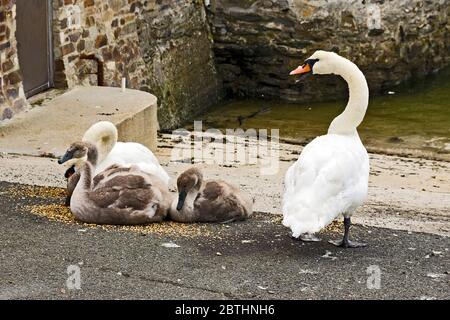 Famiglia YoungSwan a Fowey in Cornovaglia Foto Stock