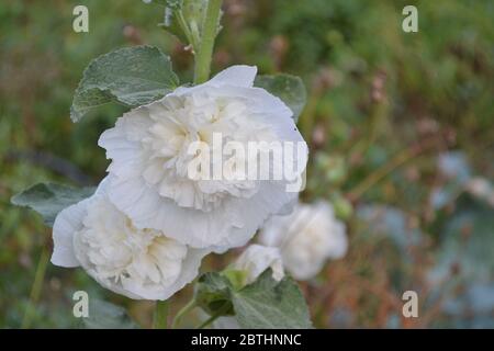 Allow. Malva. Alcea. Giardinaggio. Giardino, letto fiorito. Casa, campo, fattoria. Fiori grandi e ricci. Fiori bianchi Foto Stock