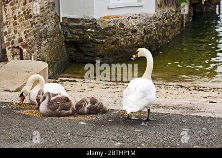 Famiglia YoungSwan a Fowey in Cornovaglia Foto Stock