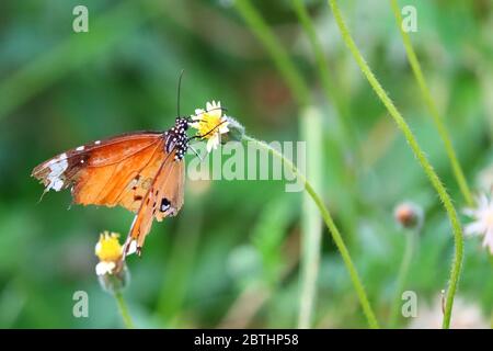 primo piano di farfalla monarca che alimenta nettare su fiore estivo nel giardino Foto Stock
