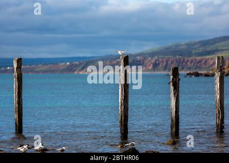 Le iconiche rovine del molo si trovano sulla spiaggia di Myponga sulla Penisola di Fleurieu, Australia del Sud, il 24 maggio 2020 Foto Stock