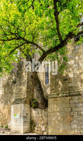 Francia, Indre et Loire, Cheille, quercia vecchia (Quercus) elencato notevole albero di Francia da associazione A.R.B.R.E.S. che cresce nel muro di Saint Didier ch Foto Stock