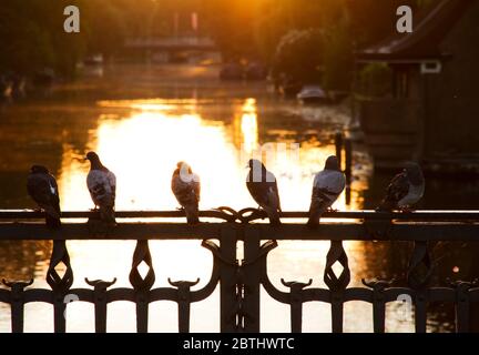 Bellissima alba su un ponte ad Amsterdam, Paesi Bassi, un famoso canale in estate con piccioni Foto Stock