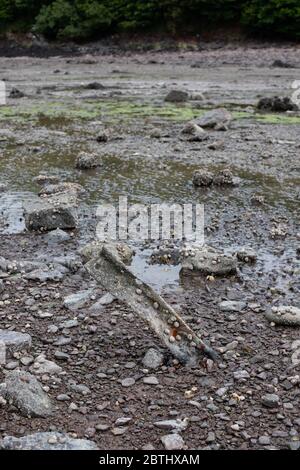 Ambiente fangoso su Pwllcrochan Flats. Foto Stock