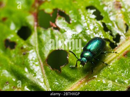 Insetto della famiglia degli scarabeo Chrysomelidae, comunemente noto come scarabeo di foglie. Chrysolina fastuosa, conosciuta anche come il coleottero di ortica morta Foto Stock