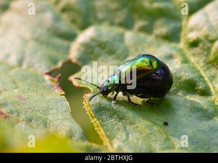 Insetto della famiglia degli scarabeo Chrysomelidae, comunemente noto come scarabeo di foglie. Chrysolina fastuosa, conosciuta anche come il coleottero di ortica morta Foto Stock