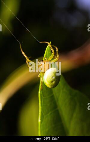 Araniella cucerbitina, talvolta chiamato ragno verde cetriolo Foto Stock