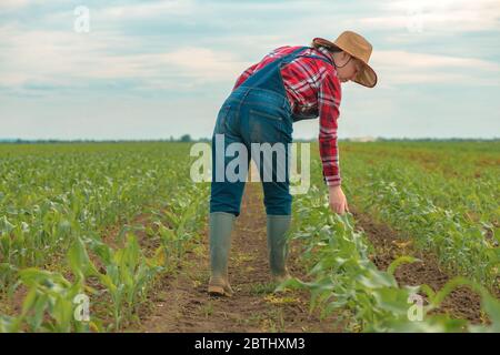 Femmina contadina che esamina giovani raccolti di mais verde in campo, donna agronomo che guarda su piantagione di mais Foto Stock