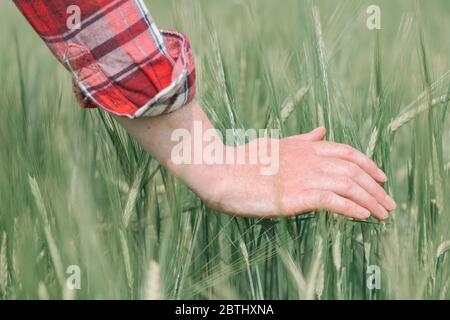 Mano femminile che tocca coltivazioni di orzo verde in campo, agronomo donna che cammina attraverso la piantagione Foto Stock