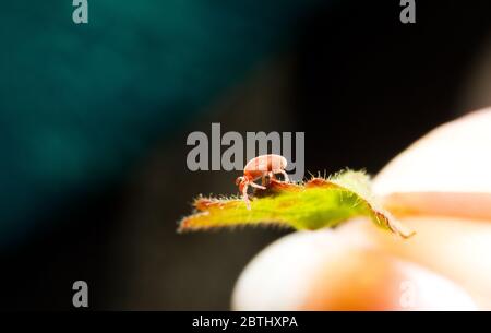 Mite di velluto (Trombidium holosericeum) su sfondo naturale, primo piano Foto Stock