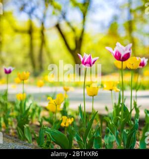 Group of colorful tulip. Purple flower tulip lit by sunlight. Soft selective focus, tulip close up, toning. Bright colorful tulip photo background Foto Stock