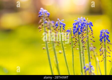 Ora legale. Fiori in fiore sullo sfondo di un tramonto soleggiato. Sfondo floreale primaverile, fiori tranquilli e rilassanti con vista della natura sfocata Foto Stock