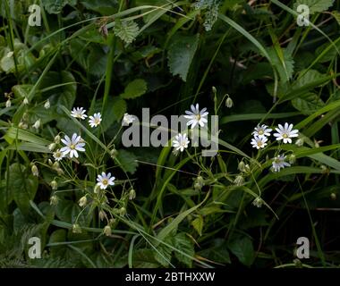 Maggiore Stitchwort Foto Stock