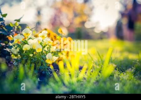 Aiuole multicolore su un prato. Fiori in fiore con prato naturale sfocato. Bellissimi colori parco o giardino sfondo floreale, fiori da sogno natura Foto Stock
