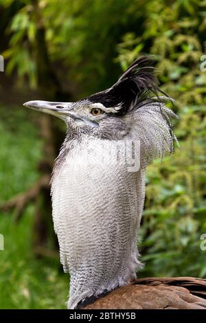 Kori Bustard Ardeotis kori maschio ritratto di uccello Foto Stock