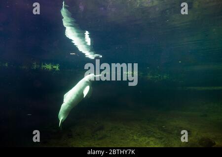 Il delfino del fiume Amazzonia (Inia geoffrensis), conosciuto anche come il botone, bufeo o delfino del fiume rosa Foto Stock