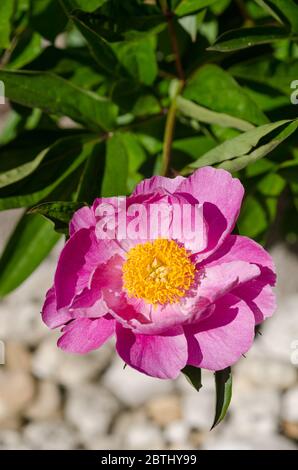 Paeonia officinalis, peonia da giardino o fiore comune di pony in giardino, primo piano, Germania, Europa occidentale Foto Stock