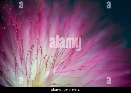 Primo piano di una rosa seta persiano albero o albero di mimosa (Albizia julibrissin) fiore Foto Stock