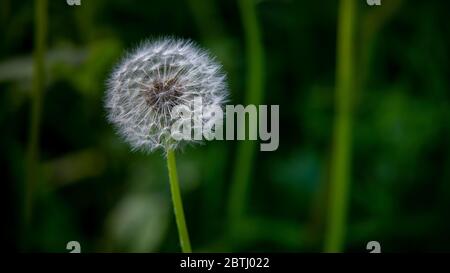Un orologio di dente di leone di frutti in argento-tufted che si disperderà nel vento Foto Stock