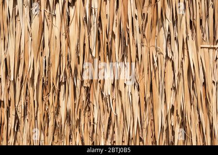 Tessitura di foglie di cocco essiccate che si sovrappongono mucchio. Sfondo astratto di foglie di cocco essiccate. Foto Stock