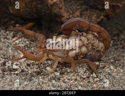 Femmina Hottentotta hottentotta (Fabricius, 1787) con bambini Foto Stock