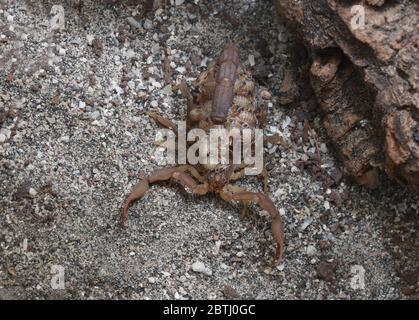 Femmina Hottentotta hottentotta (Fabricius, 1787) con bambini Foto Stock