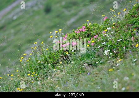 Blumen auf einer Bergwiese in den österreichischen Alpen. Foto Stock