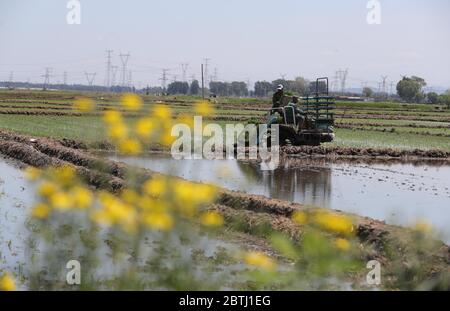 Shenyang, la provincia cinese di Liaoning. 26 Maggio 2020. Gli agricoltori guidano un trapianto di riso per piantare piantine di riso al villaggio di Yinjia nel nuovo distretto di Shenbei di Shenyang, capitale della provincia di Liaoning della Cina nordorientale, 26 maggio 2020. Credit: Yang Qing/Xinhua/Alamy Live News Foto Stock