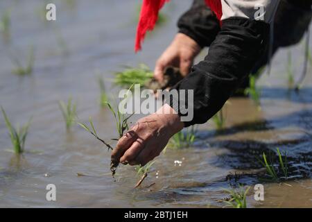 Shenyang, la provincia cinese di Liaoning. 26 Maggio 2020. Un coltivatore pianta piantine di riso al villaggio di Yinjia nel nuovo distretto di Shenbei di Shenyang, capitale della provincia di Liaoning della Cina nordorientale, 26 maggio 2020. Credit: Yang Qing/Xinhua/Alamy Live News Foto Stock