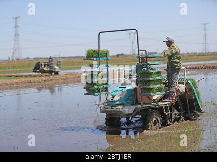 Shenyang, la provincia cinese di Liaoning. 26 Maggio 2020. Gli agricoltori guidano un trapianto di riso per piantare piantine di riso al villaggio di Yinjia nel nuovo distretto di Shenbei di Shenyang, capitale della provincia di Liaoning della Cina nordorientale, 26 maggio 2020. Credit: Yang Qing/Xinhua/Alamy Live News Foto Stock