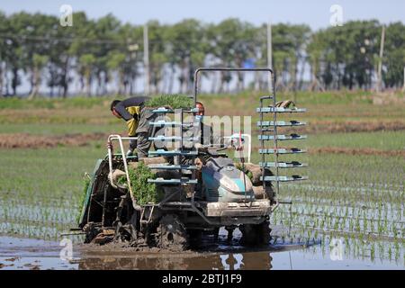 Shenyang, la provincia cinese di Liaoning. 26 Maggio 2020. Gli agricoltori guidano un trapianto di riso per piantare piantine di riso al villaggio di Yinjia nel nuovo distretto di Shenbei di Shenyang, capitale della provincia di Liaoning della Cina nordorientale, 26 maggio 2020. Credit: Yang Qing/Xinhua/Alamy Live News Foto Stock