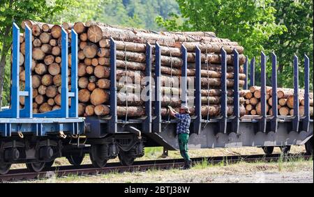 26 maggio 2020, Sassonia, Pockau-Lengefeld: Un uomo assicura i tronchi caricati su un treno merci. Il primo carico di legno danneggiato dal barbabietola ha lasciato la stazione di Pockau-Lengefeld lo stesso giorno. Il treno trasporta 1,500 metri cubi di legname danneggiato ad una segheria in Baviera. I mezzi di trasporto sono stati scelti per rimuovere grandi quantità di legno infestato dalle foreste colpite il più rapidamente possibile. Solo l'anno scorso, i barbabietole della Sassonia hanno lasciato oltre due milioni di metri cubi di legno danneggiato su diverse migliaia di ettari di foresta. Inoltre, si possono verificare danni causati da tempeste e rotture di neve Foto Stock