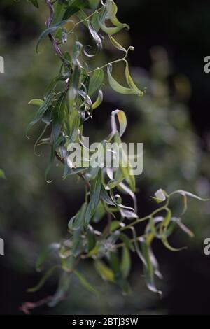 Primo piano di rami e foglie di salice di cavatappi, Salix matsudana, il salice cinese, una specie di salice nativo della Cina nordorientale. Foto Stock