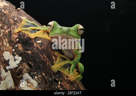 Rana gliding di Wallace (Rhacophorus nigropalmatus) come la maggior parte delle rane di questa famiglia, vivono in alto su alberi canopy. Foto Stock