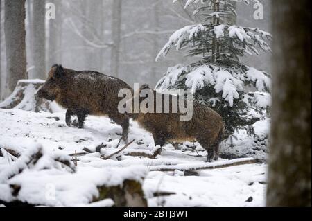 Wildschweine im Inverno Foto Stock