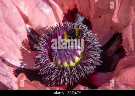 Ape affollato in un giardino britannico. L'ape bumble con coda tamponata raccoglie il polline su un papavero orientale rosa/pesca Foto Stock