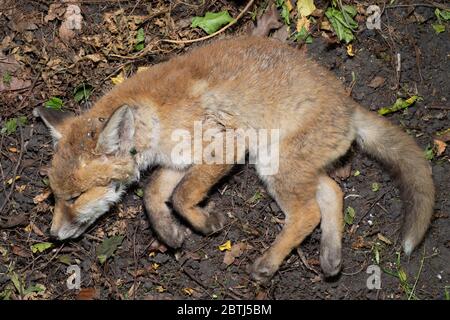 Il cucciolo di Red Fox morto, Vulpes vulpes, trovato in bosco oltre a Regent's Park Canal, Londra, Regno Unito Foto Stock