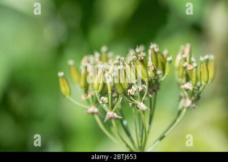 Macro shot di semi maturanti di prezzemolo di mucca / Anthriscus sylvestris [maggio] che crescono sulla riva rurale del ciglio stradale. Erbacce comuni del Regno Unito e abbastanza duro da rimuovere. Foto Stock