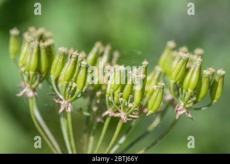 Macro shot di semi maturanti di prezzemolo di mucca / Anthriscus sylvestris [maggio] che crescono sulla riva rurale del ciglio stradale. Erbacce comuni del Regno Unito e abbastanza duro da rimuovere. Foto Stock