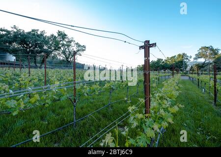 Montagu Wines, Montagu Wines è una cantina boutique dedicata alla presentazione di vini provenienti da alcuni dei più bei vigneti della Napa Valley e Sonoma. Foto Stock