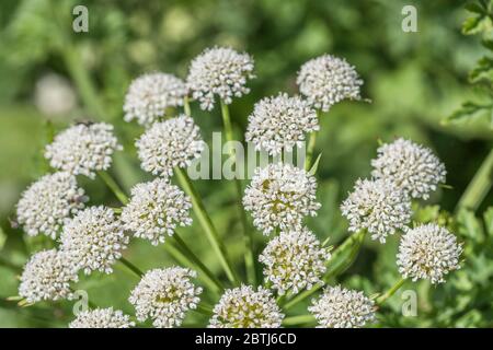 Testa di fiore bianco / fiori del velous ombellifer Hemlock acqua Dropwort / Oenanthe croccata alla luce del sole. Una delle piante più velenose del Regno Unito. Foto Stock