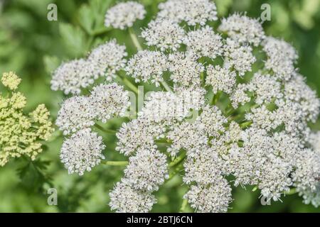 Testa di fiore bianco / fiori del velous ombellifer Hemlock acqua Dropwort / Oenanthe croccata alla luce del sole. Una delle piante più velenose del Regno Unito. Foto Stock