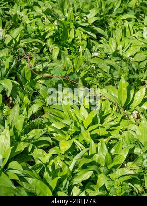 Foglie fresche di erbe selvatiche portano aglio ed erbe che crescono nella foresta primaverile. Pianta aglio selvatico, particolare nella natura primaverile. Piante verdi primaverili. Foto Stock