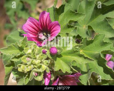 Fiore rosa ibisco cannabinus fiorente nella foresta con foglie verdi sullo sfondo, comunemente noto come fiore di canapa indiana. Foto Stock