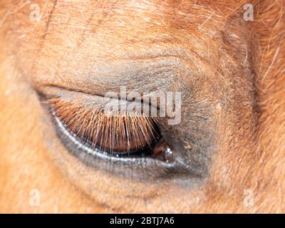 Occhio triste dettagliato di cavallo giovane. Cavallo giovane , stallone di un anno e mezzo Foto Stock